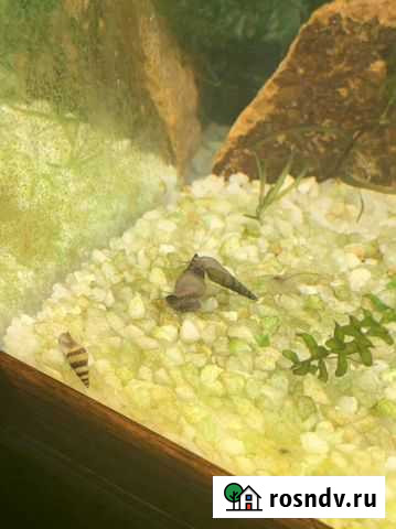 Рыба Новоалтайск - изображение 1