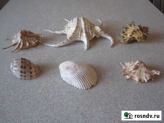 Морские ракушки для аквариума Саратов - изображение 1