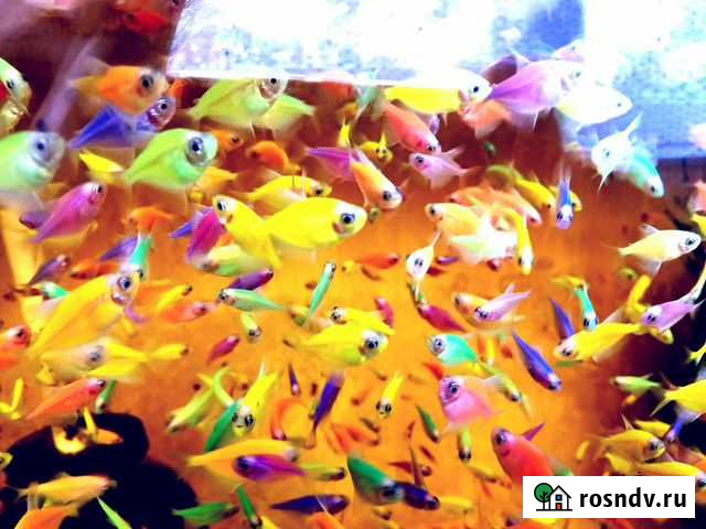 Тернеция глофиш в розницу и оптом Таганрог - изображение 1