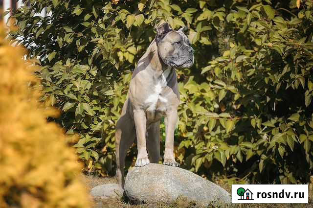 Кобель для вязки Итальянский Кане Корсо Саранск - изображение 1