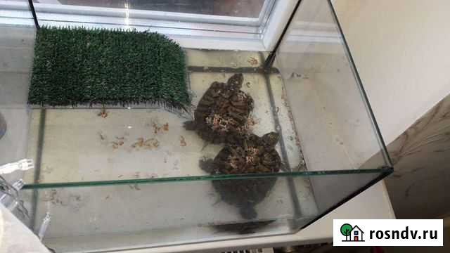 Террариум Набережные Челны - изображение 1