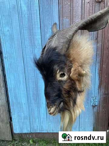 Чучело козла Нижневартовск - изображение 1