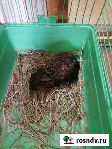 Морская свинка девочка Оренбург - изображение 1