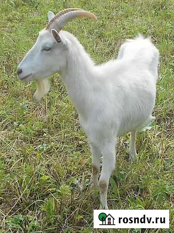 Коза, зааненская,крытая,молодая Старое Шайгово - изображение 1