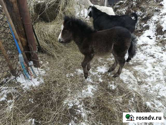 Продам пони кобылка Куйбышев - изображение 1