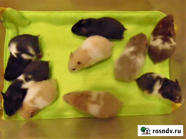 Сирийские, ангорские хомяки - питомник, клетки Санкт-Петербург - изображение 1