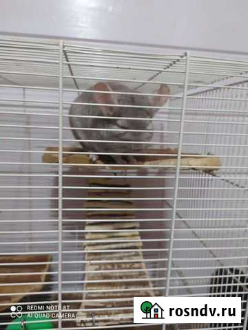 Шиншилла Нижний Новгород - изображение 1