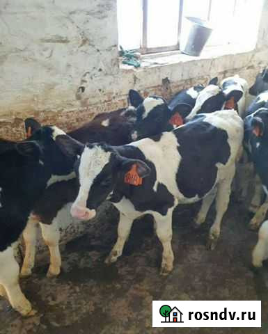 Продаем бычки и телочки от 1 до 3 мес Тихорецк - изображение 1