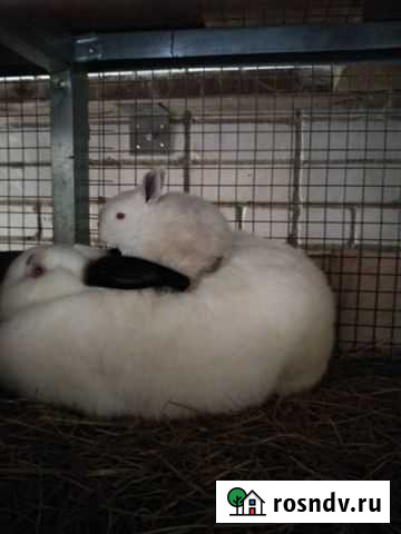 Кролики мясные для разведения Киров - изображение 1