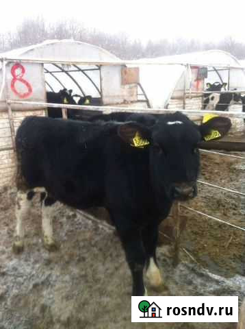 Бычки телята мясные Урюпинск - изображение 1