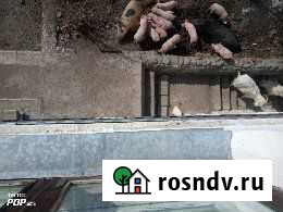 Тушки поросят на праздничный стол,для запекания Куйбышев - изображение 1