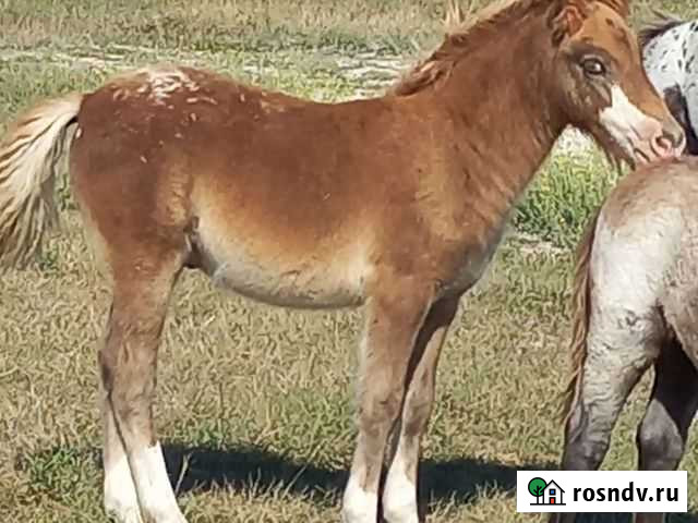 Пони Инкерман - изображение 1