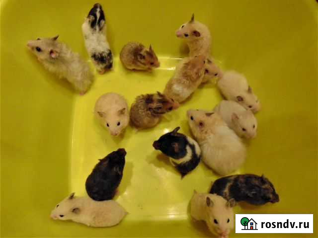 Сирийские, ангорские хомяки доброжелатели, клетки Санкт-Петербург - изображение 1