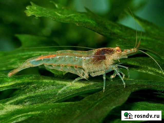 Креветки Челябинск - изображение 1