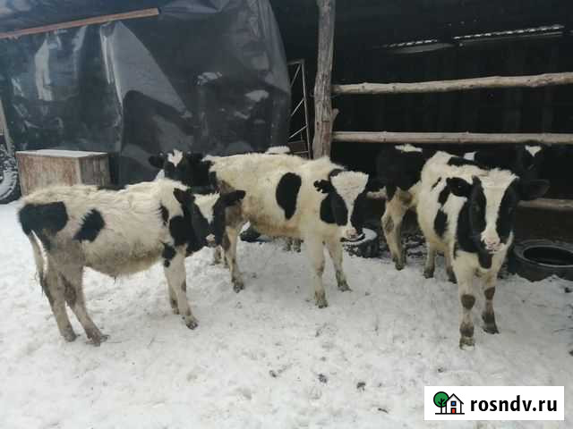 Быки Городище - изображение 1