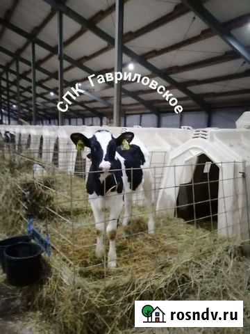 Телята бычки с доставкой Курск - изображение 1