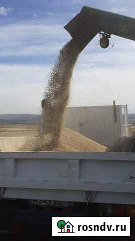 Овес Чита - изображение 1