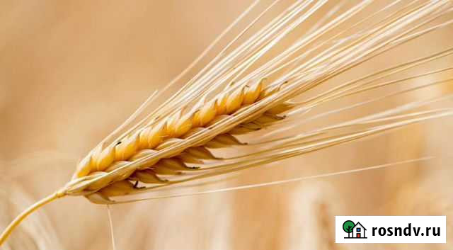 Ячмень зерно,цыплята,цесарята Лиски - изображение 1