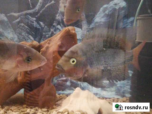 Цихлиды радужные, ножи, аквариум Омск - изображение 1