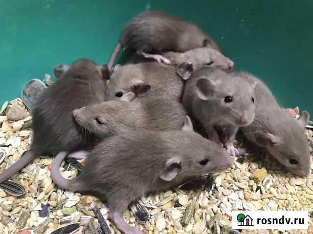 Крысята дамбо бурмизы девочки Москва - изображение 1