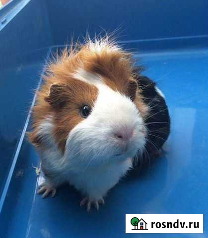 Морские свинки (Клетки, Аксессуары, Доставка) Москва - изображение 1