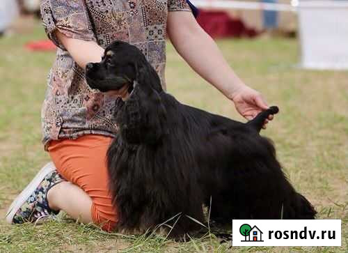 Американский кокер спаниель для вязки Чебоксары - изображение 1