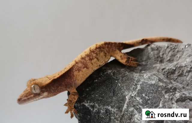 Малыши бананоеды Сургут - изображение 1