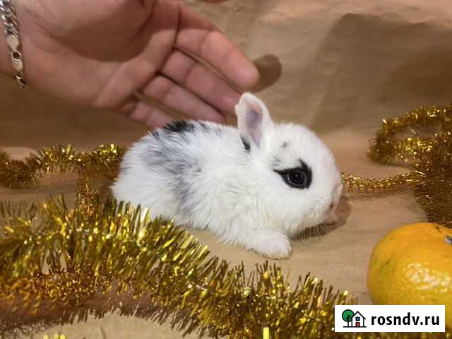 Кролик карликовый цветной торчеухий Пушкино - изображение 1