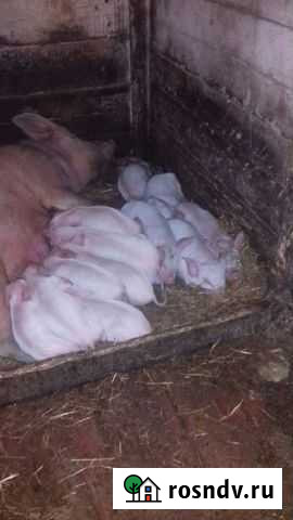 Продам поросят Топки - изображение 1