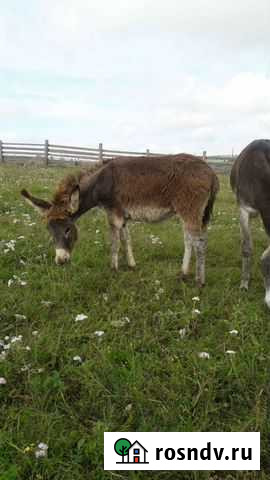 Лошадь Бея - изображение 1