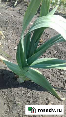 Чеснок Рокамболь Кореновск - изображение 1