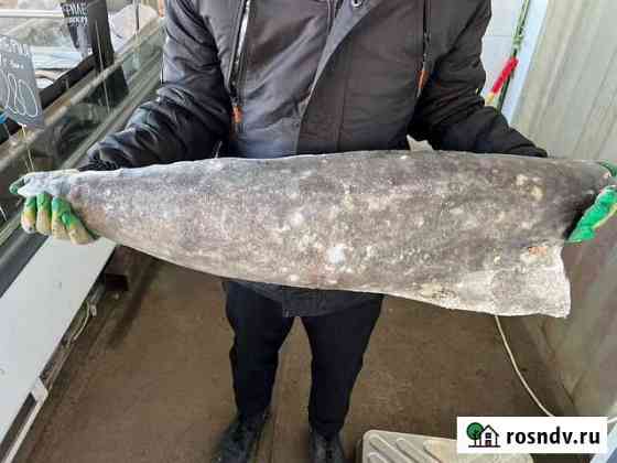 Масляная рыба свежемороженая Рыба Морепродукты Подольск