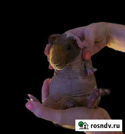 Элитные Американские Скинни Калин Москва - изображение 1