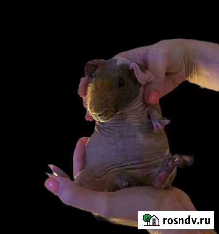 Элитные Американские Скинни Калин Москва - изображение 1