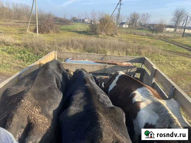 Свиньи Крс Мрс Выселки - изображение 1