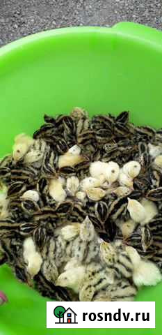 Перепелята Иркутск - изображение 1