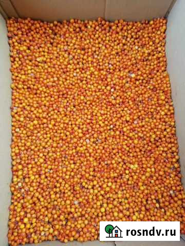 Облепиха. Свежая. Мороженая Иркутск - изображение 1