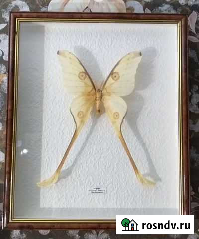 Бабочка Чебоксары - изображение 1