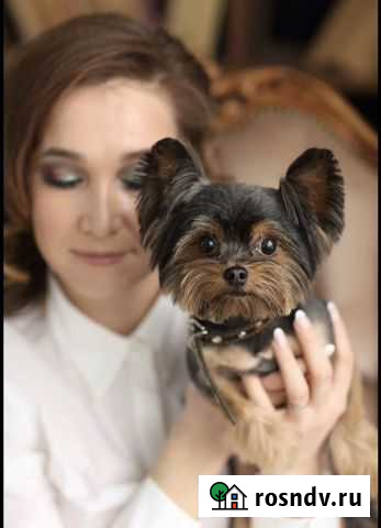 Стрижка собак. Уход за домашними животными Набережные Челны - изображение 1