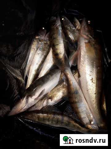 Рыба Новокуйбышевск - изображение 1