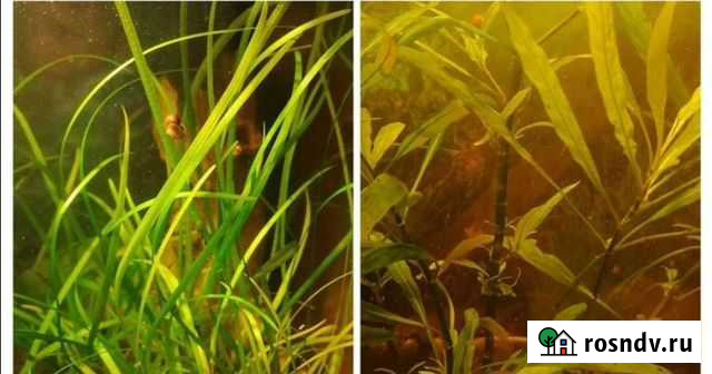 Растения Королев - изображение 1