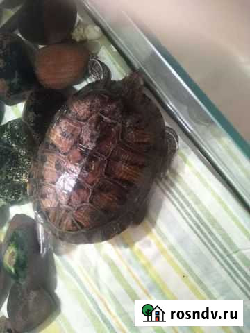 Красноухая черепаха Сызрань - изображение 1