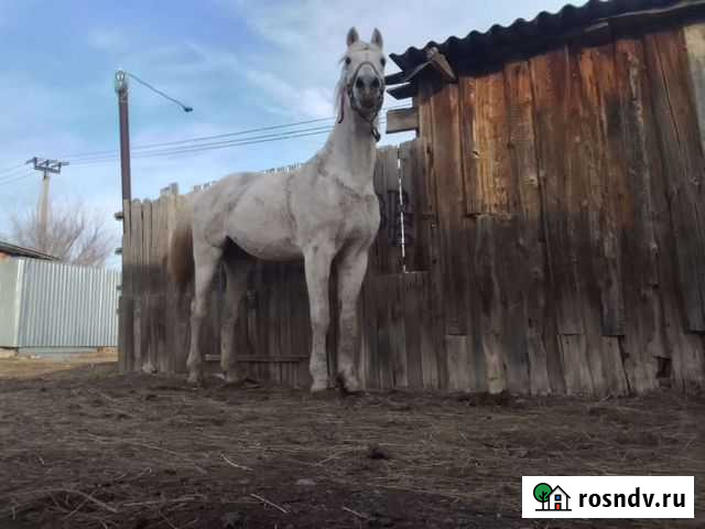 Жеребец Большая Черниговка - изображение 1