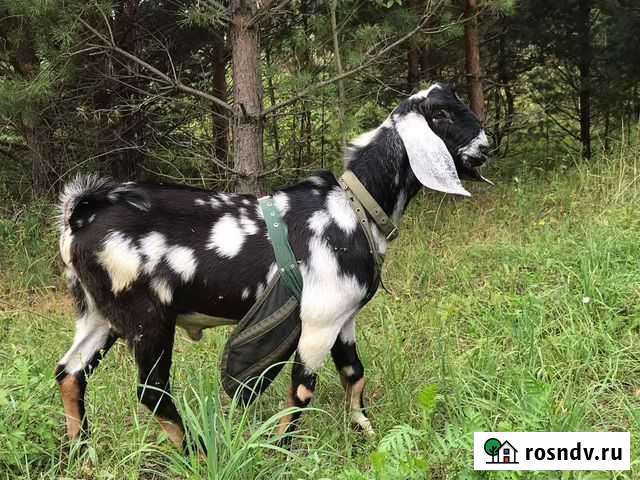 Нубийские козы стадо Заокский - изображение 1