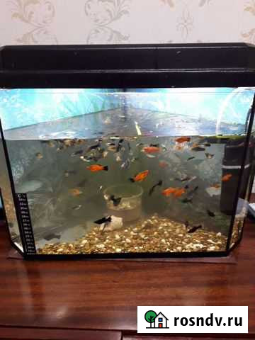 Аквариумные рыбки гуппи Саратов - изображение 1