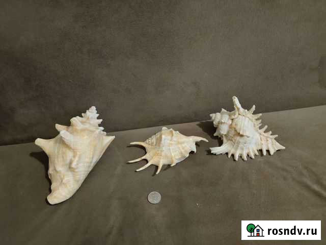 Морские ракушки раковины Красноярск - изображение 1