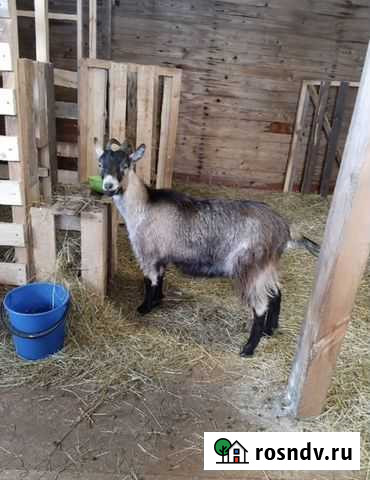 Альпийские козы Сланцы - изображение 1