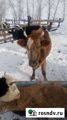 Корова после отела Красноярск - изображение 1