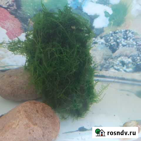 Травка в аквариум 2 литра отдам Иркутск - изображение 1