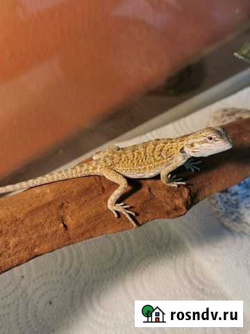 Бородатая агама Псков - изображение 1